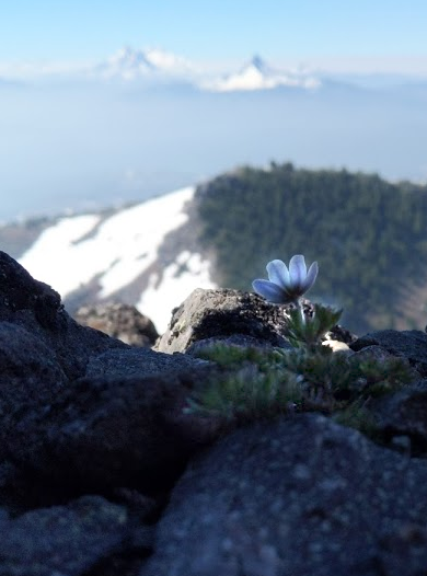 Drummond’s anemone