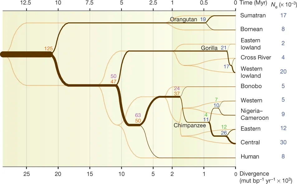 Phylogeny of the great apes from Javier-Prado et al. (2013) Nature
