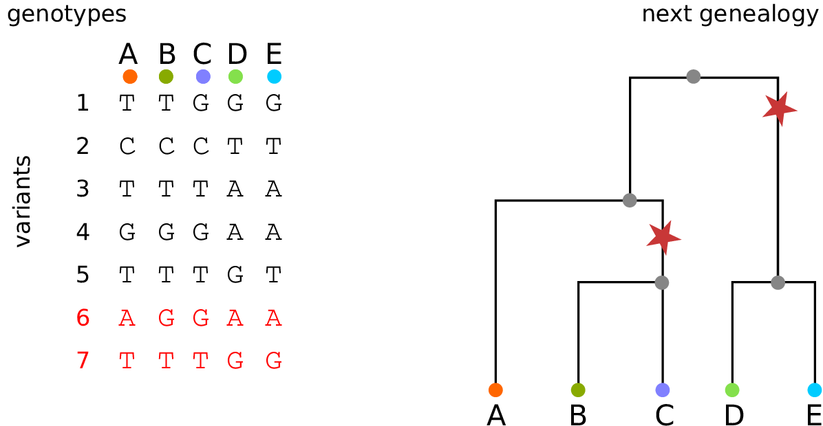 genotypes and the next tree