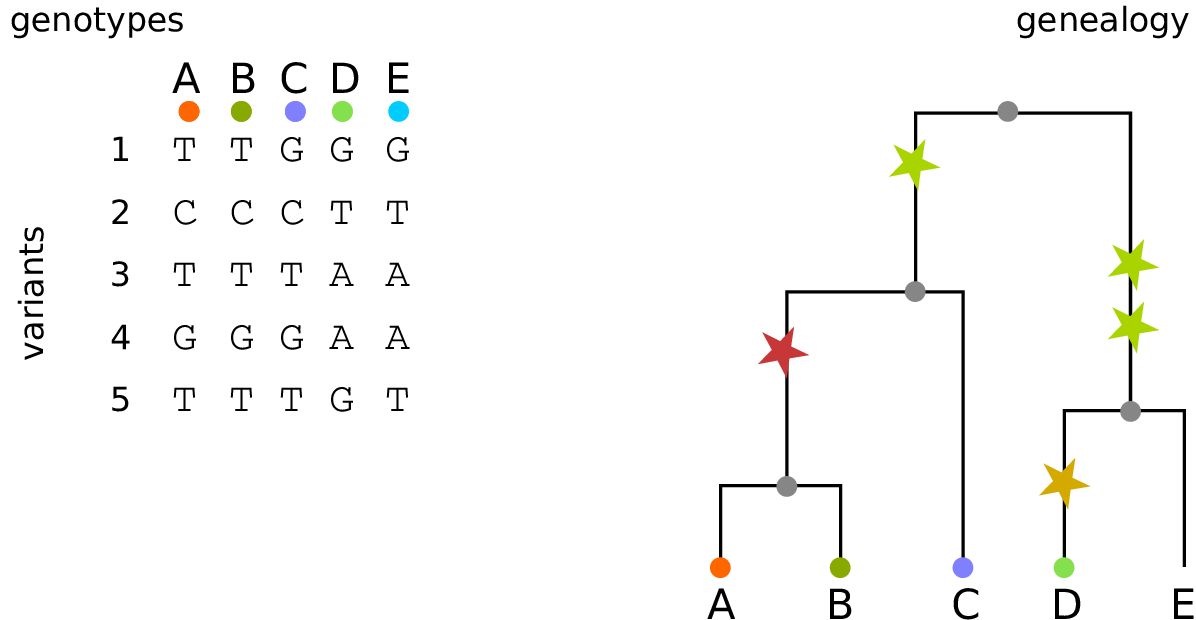 genotypes and a tree