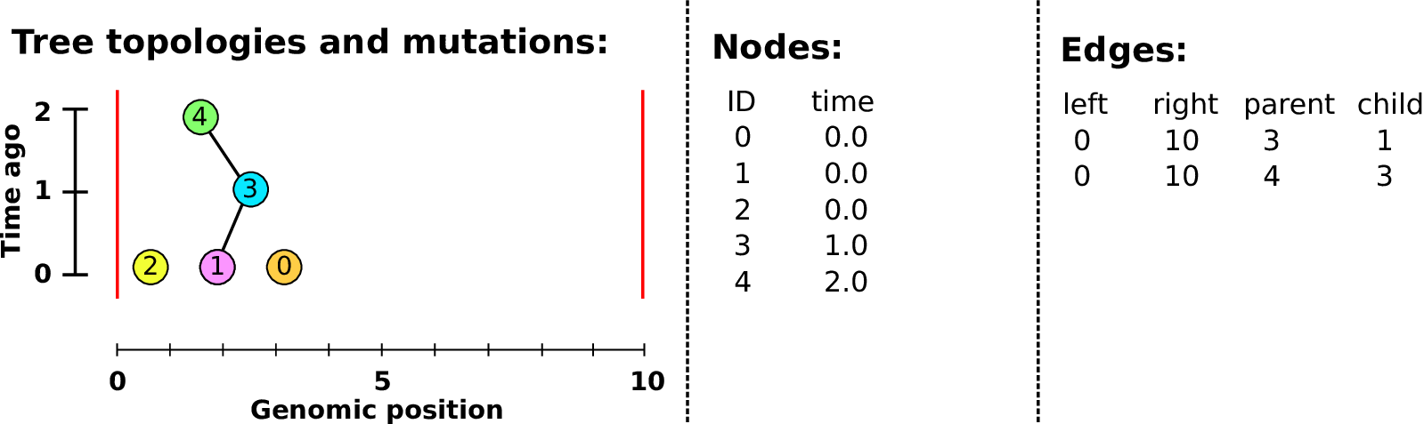 Building a tree sequence