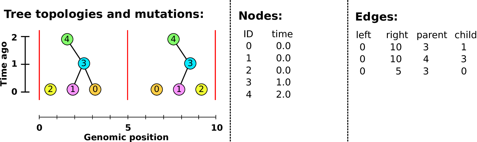 Building a tree sequence
