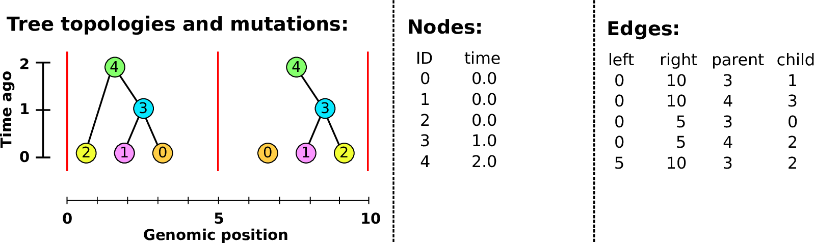 Building a tree sequence