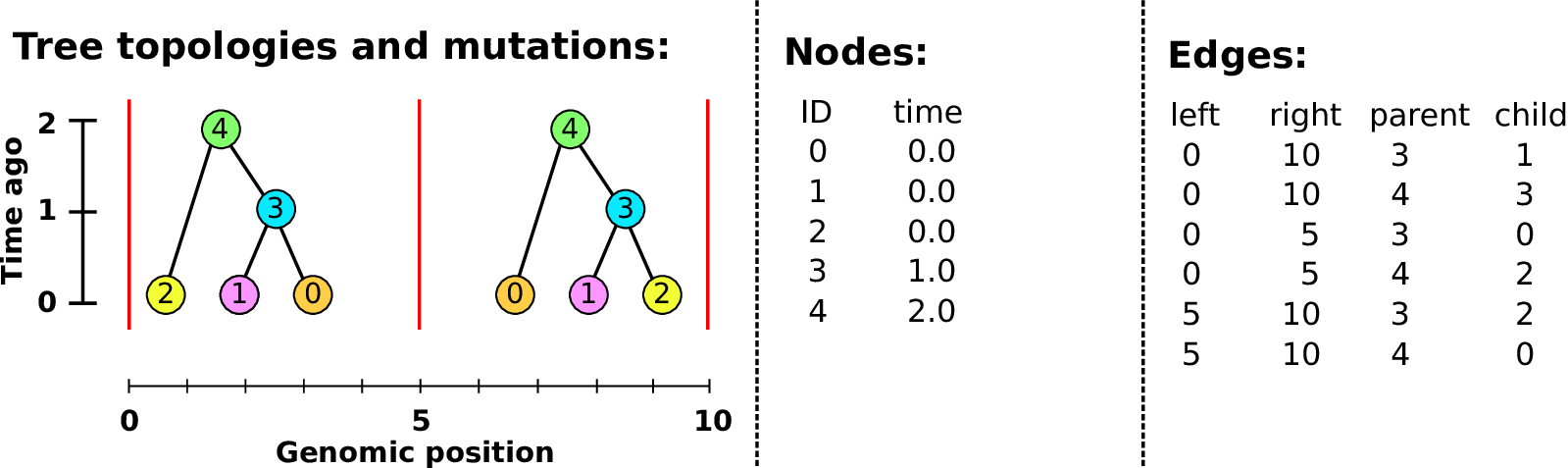 Building a tree sequence