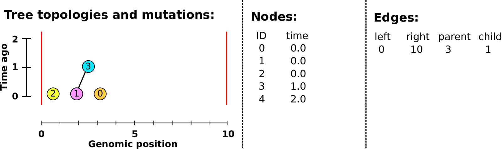 Building a tree sequence