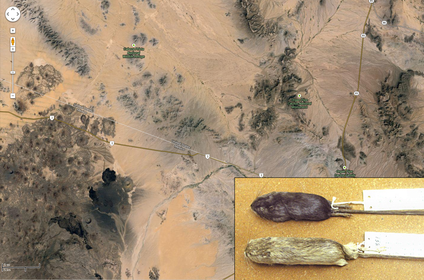 volcanic outcrops: mice by AH Harris