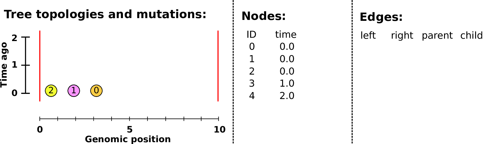 Building a tree sequence